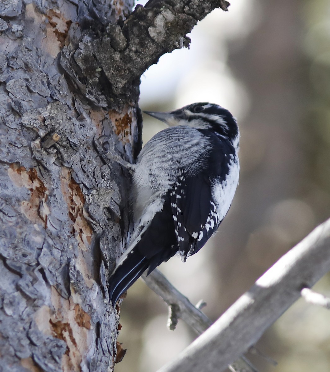 American Three-toed Woodpecker - ML213608271