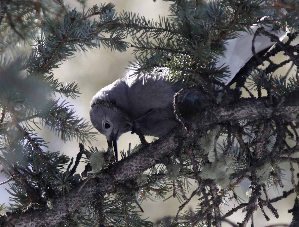Clark's Nutcracker - ML213608461
