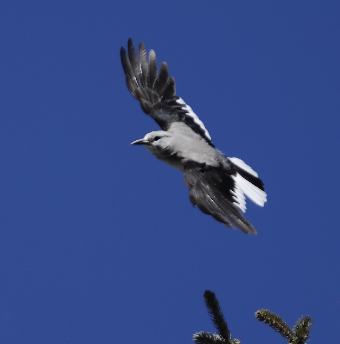 Clark's Nutcracker - ML213608491