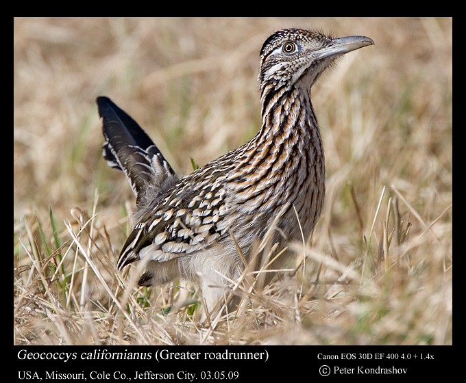 Greater Roadrunner - Peter Kondrashov