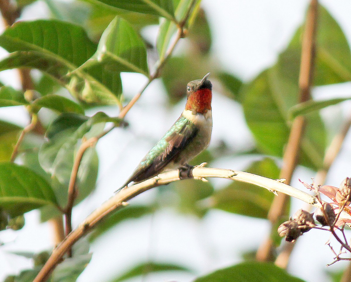 Ruby-throated Hummingbird - Roberta Blair