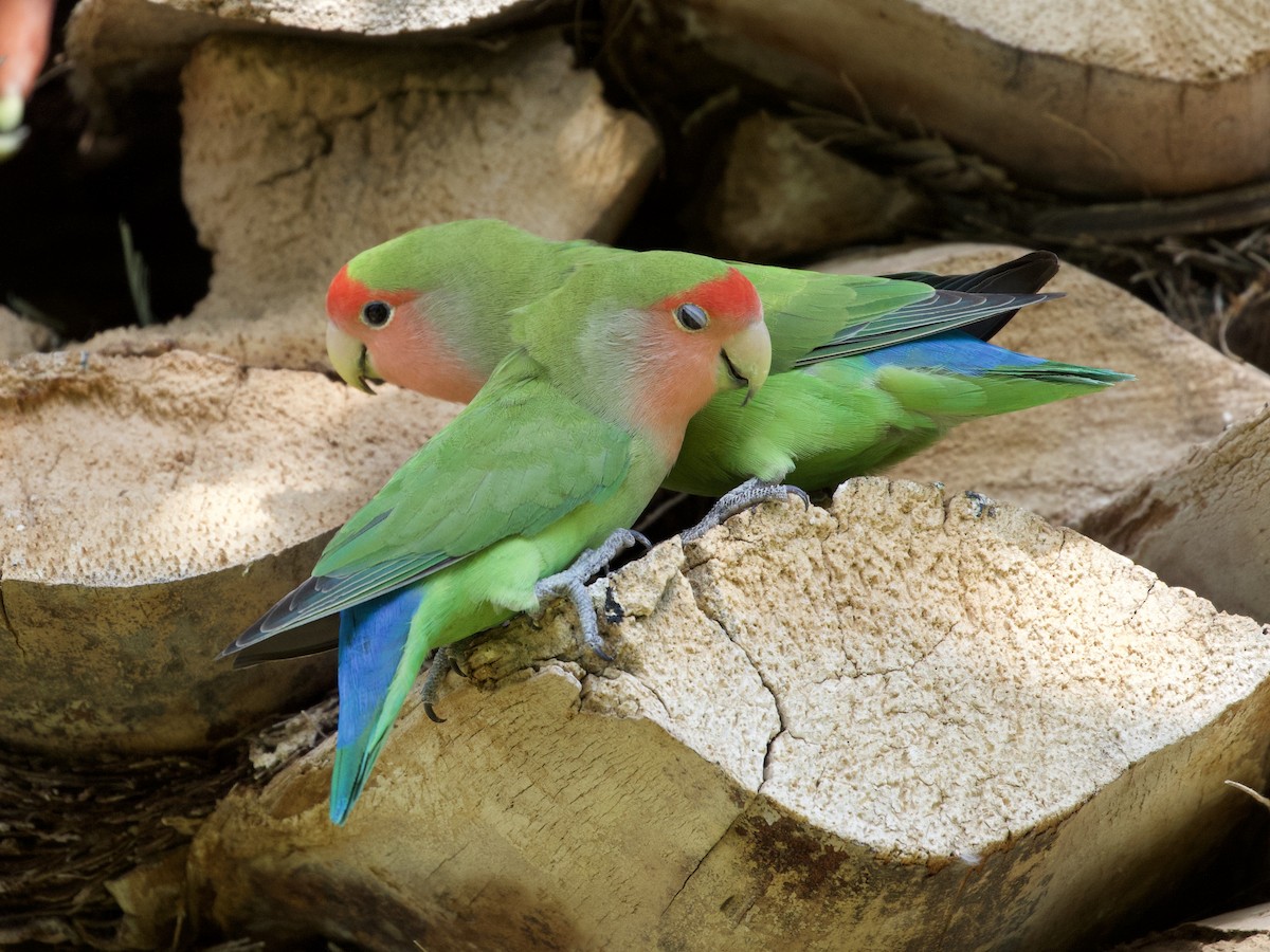 Rosy-faced Lovebird - RJ Baltierra