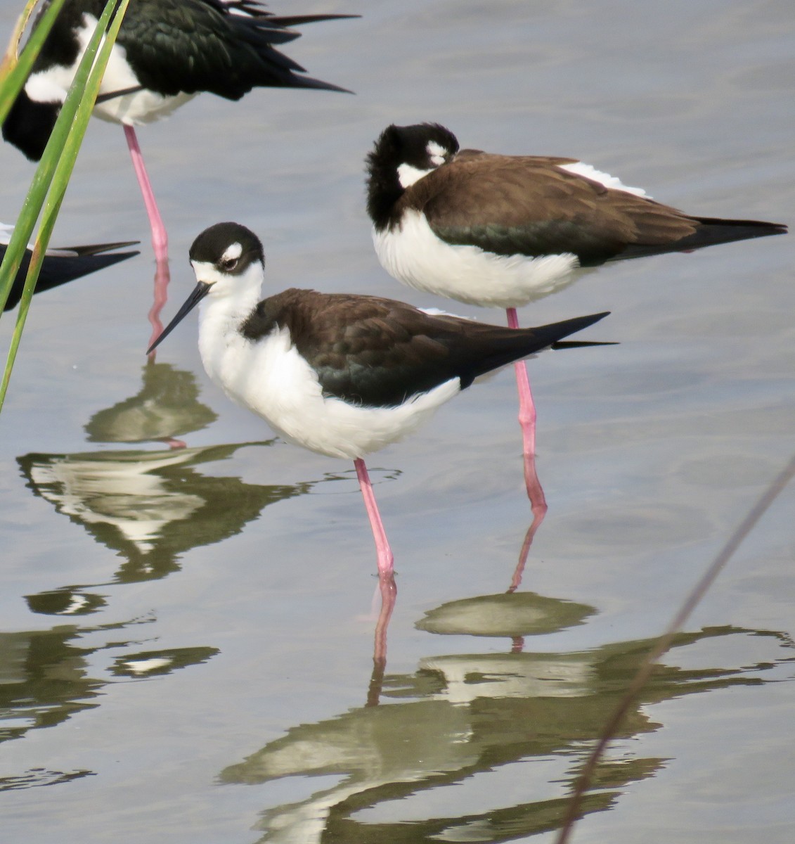 Cigüeñuela Cuellinegra - ML213610661