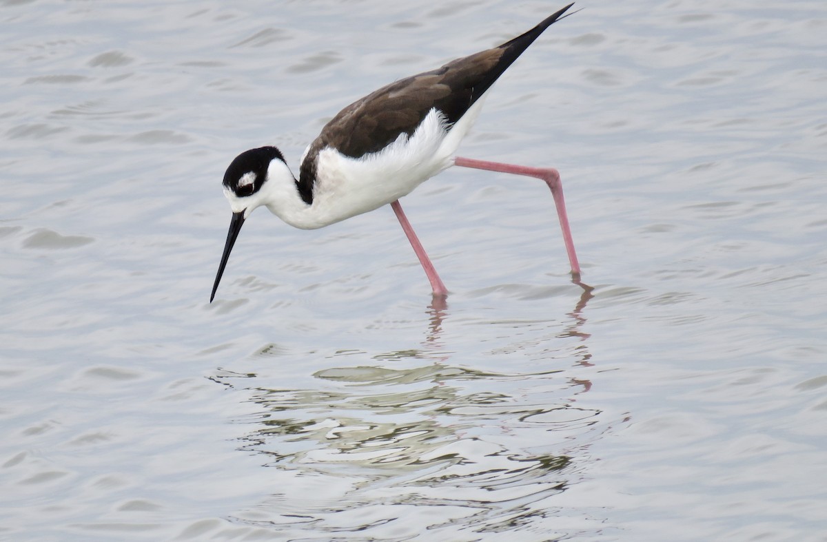 Black-necked Stilt - ML213610681