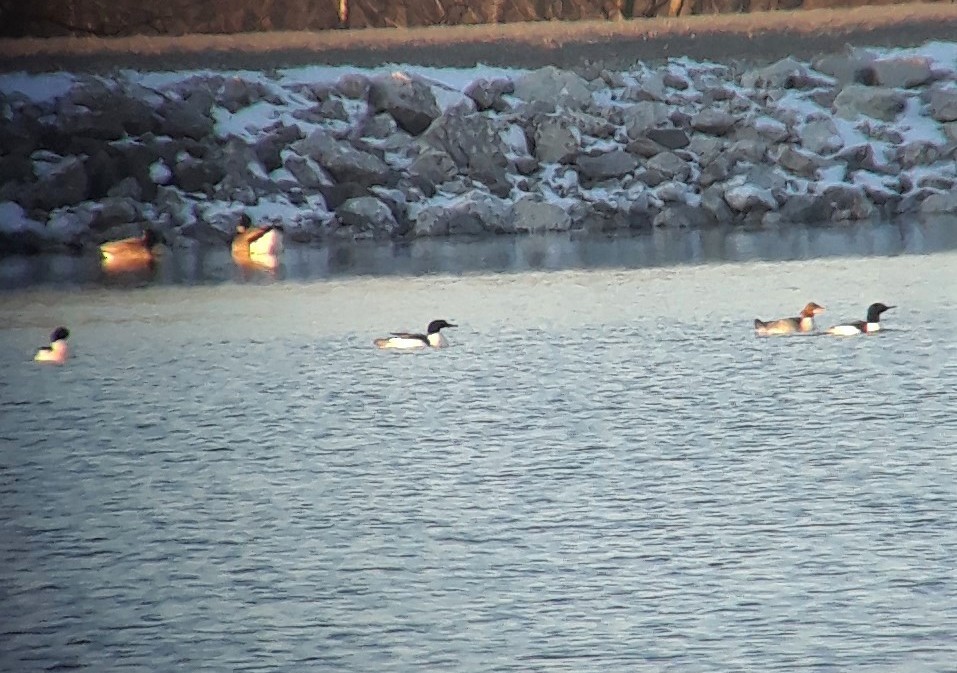 Common Merganser - ML213611021