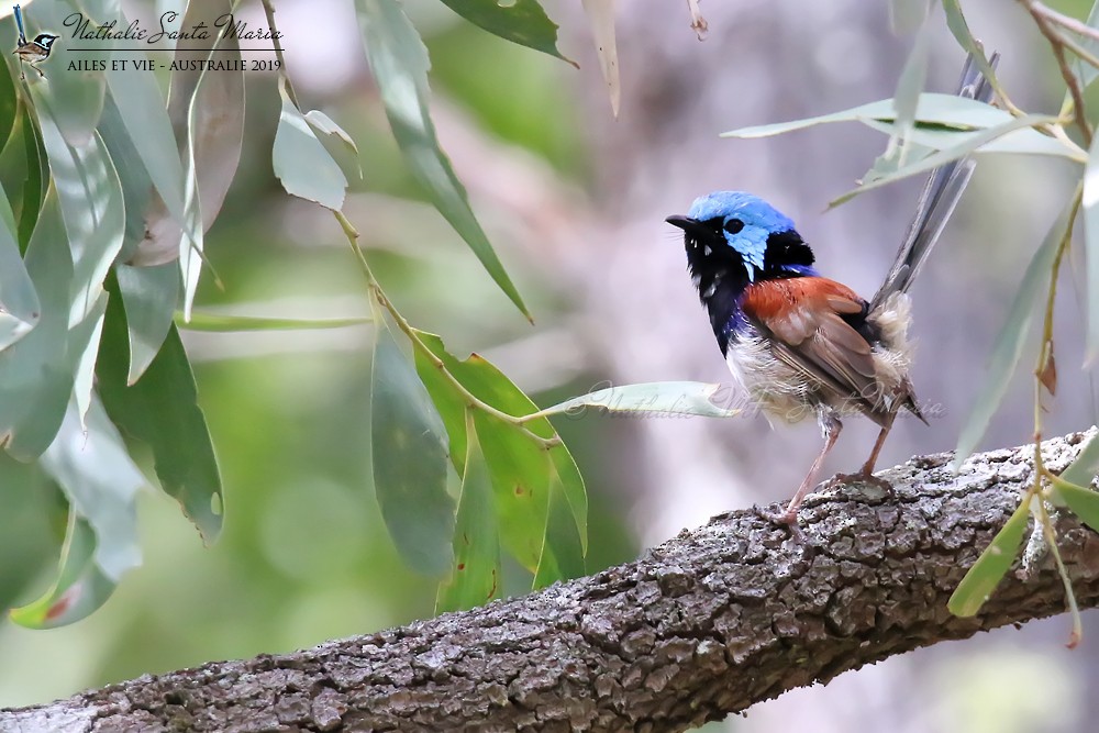 Variegated Fairywren - Nathalie SANTA MARIA