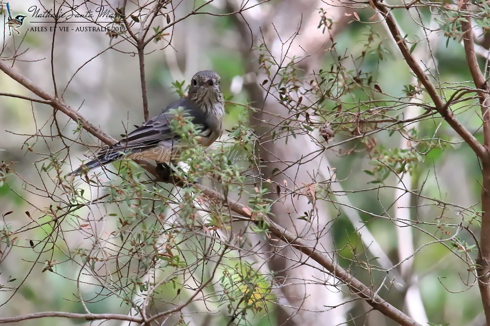 Rufous Whistler - Nathalie SANTA MARIA