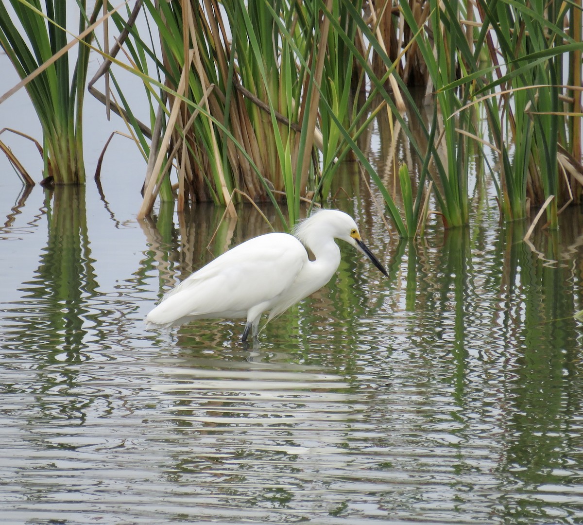 Snowy Egret - Ann Tanner