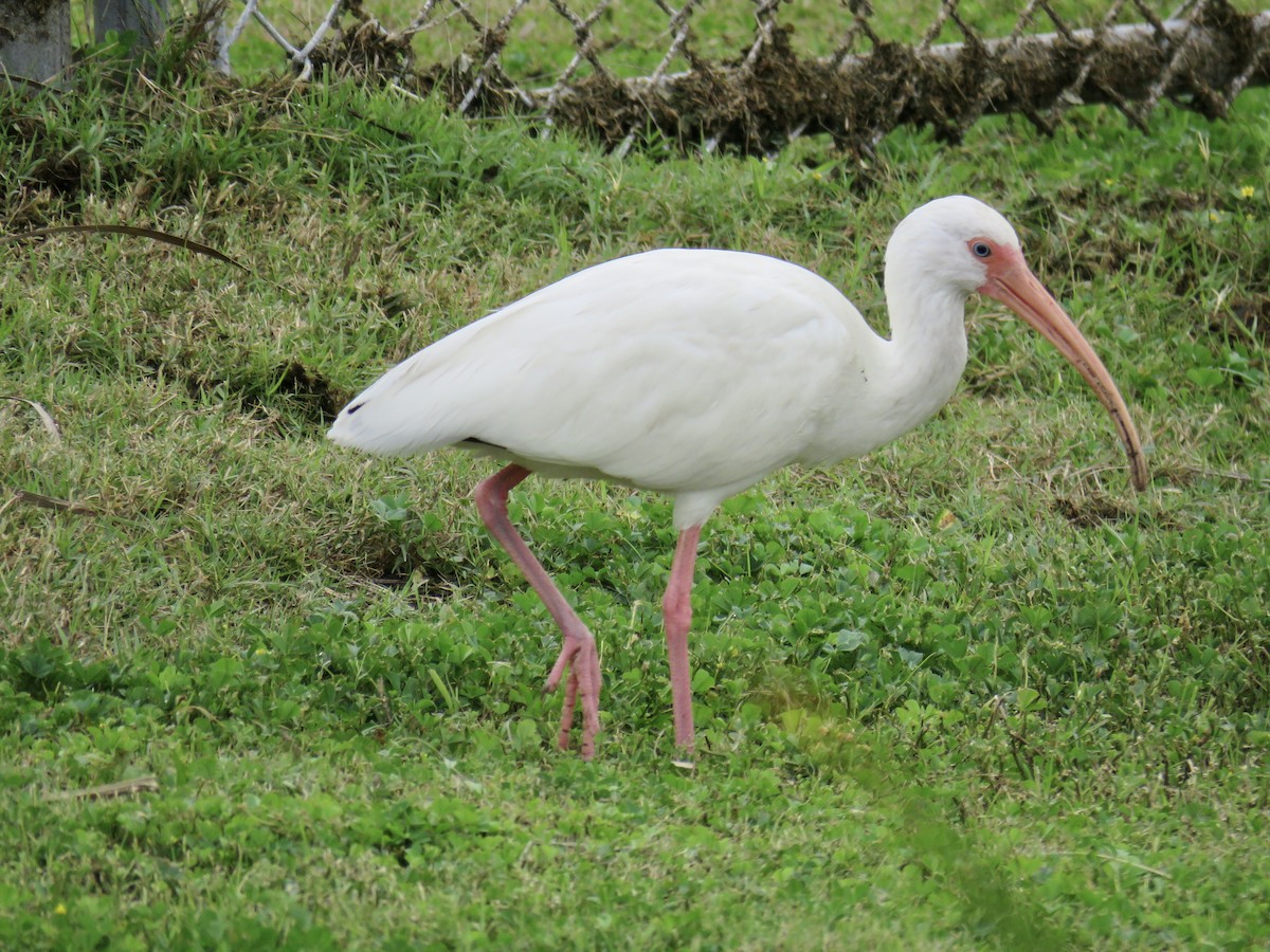 White Ibis - Ann Tanner