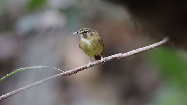 Stub-tailed Spadebill - ML213612151