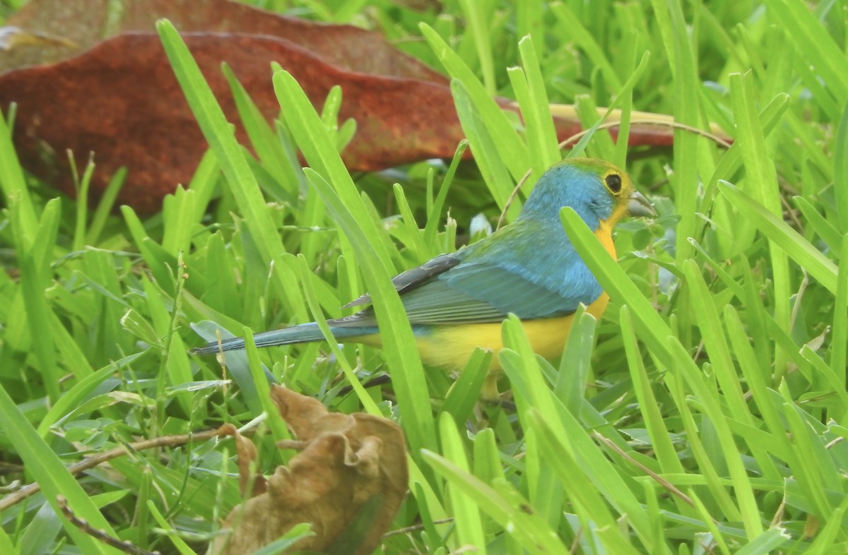 Orange-breasted Bunting - ML213612361