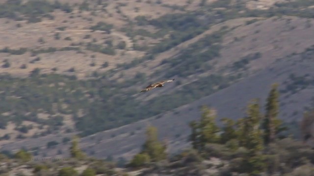 Red-tailed Hawk (calurus/alascensis) - ML213612491