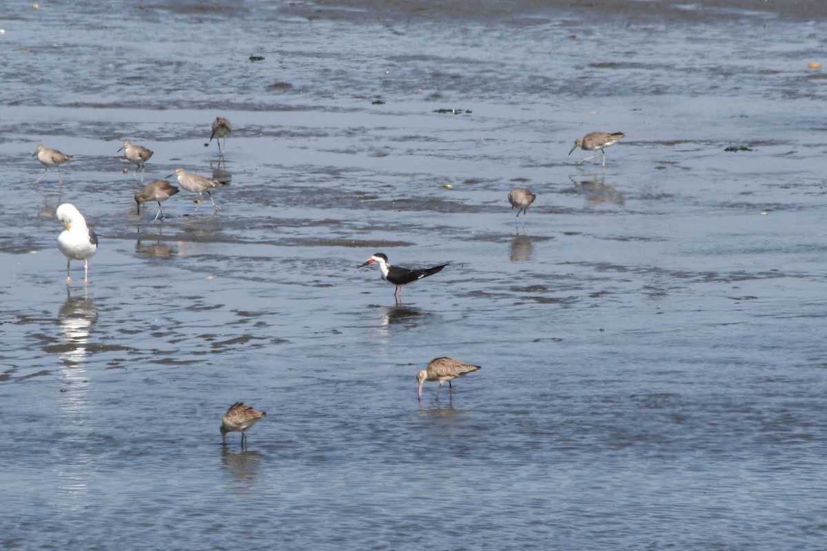 Black Skimmer - ML213612831