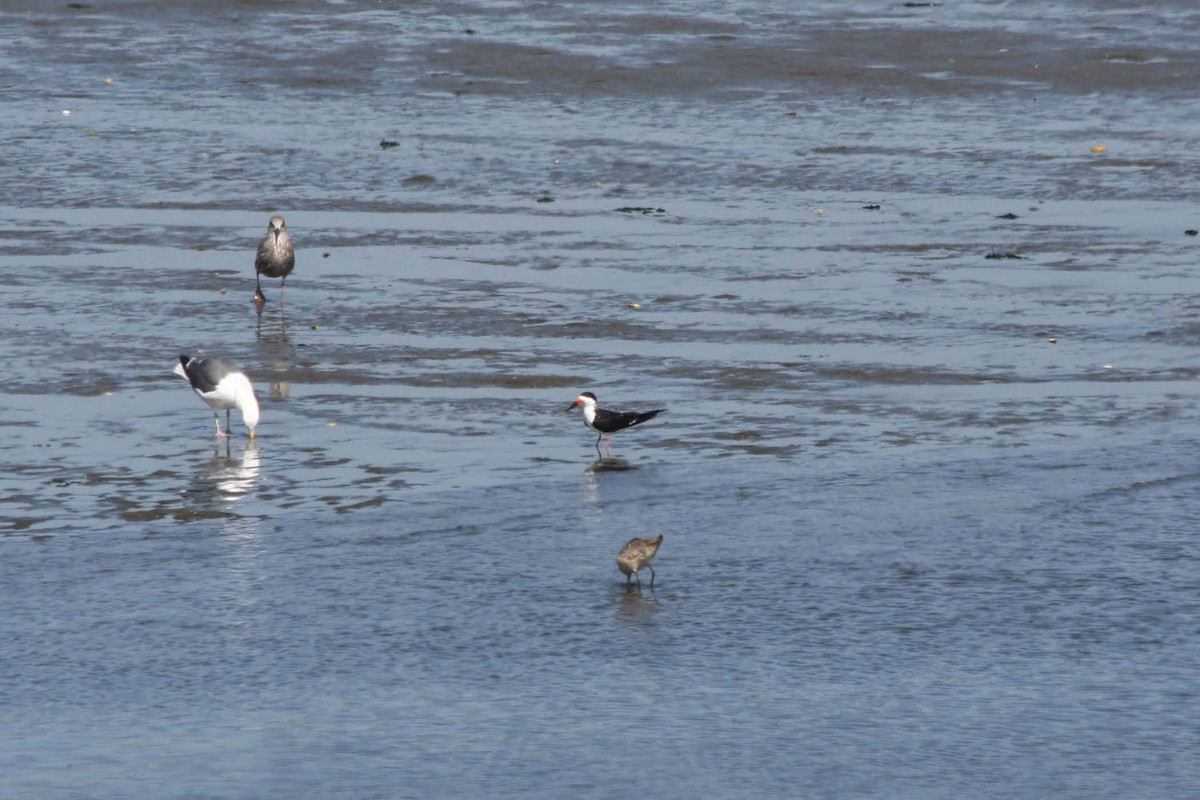 Black Skimmer - ML213612841