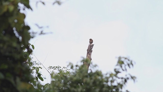 Asian Barred Owlet - ML213617671