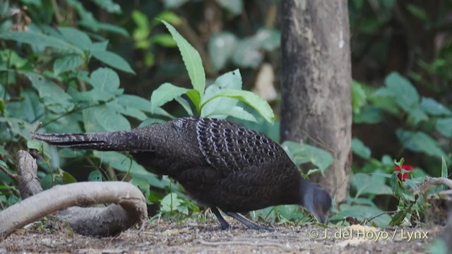 Gray Peacock-Pheasant - ML213618301