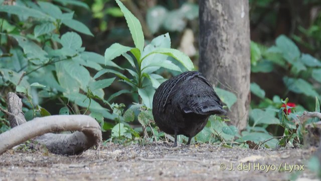 Gray Peacock-Pheasant - ML213618311