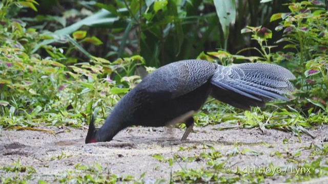 Silver Pheasant - ML213618671