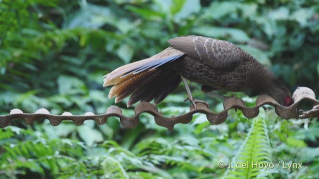 Silver Pheasant - ML213618751