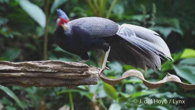 Silver Pheasant - ML213618761