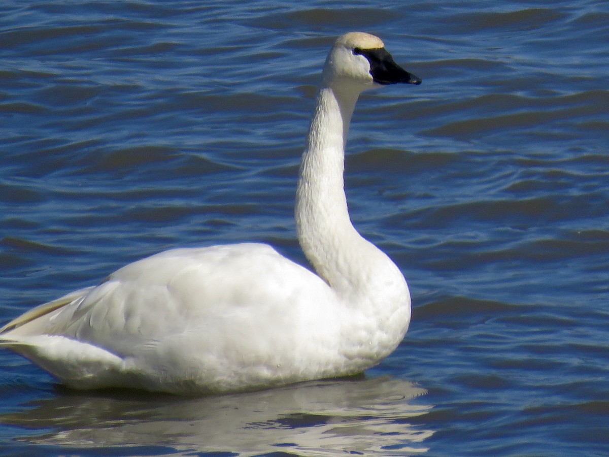 Tundra Swan - ML213620041