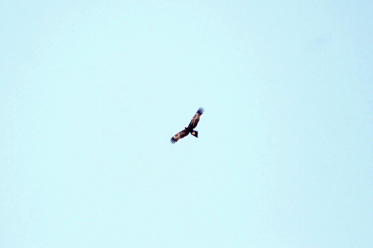 Wedge-tailed Eagle - Sam Adams