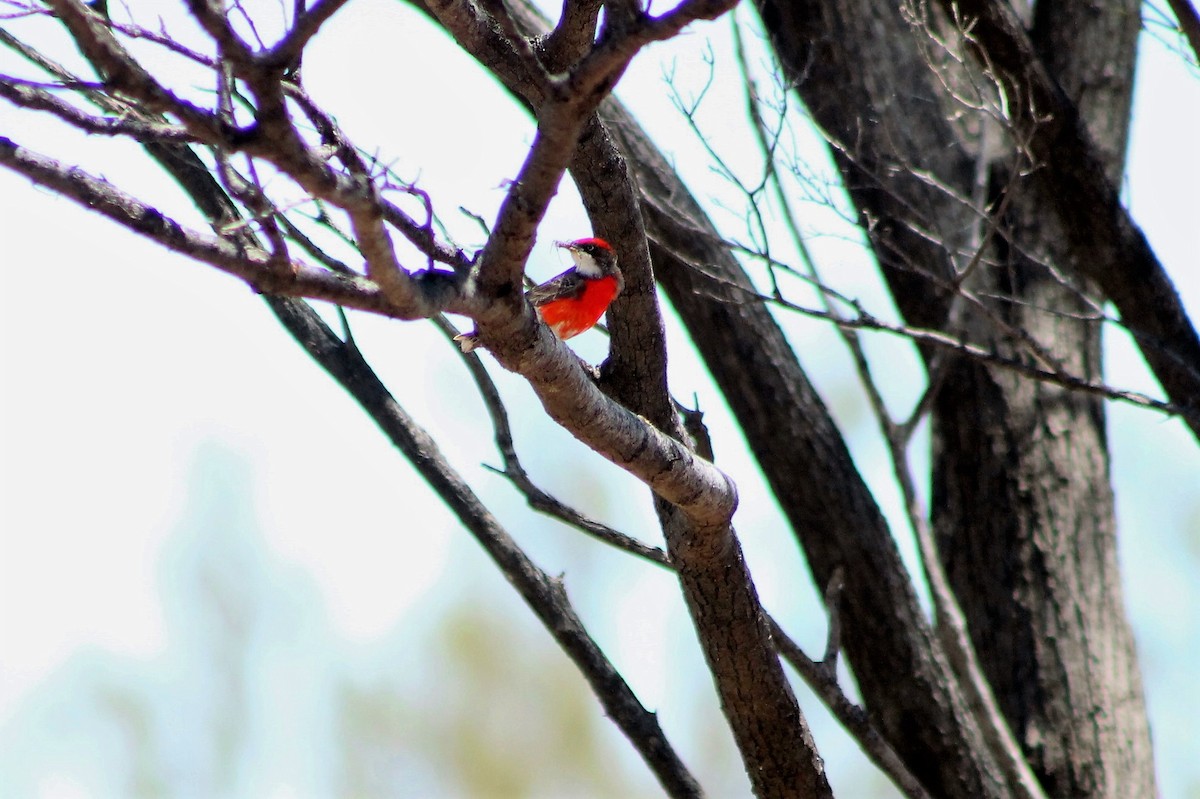 Crimson Chat - ML213620691