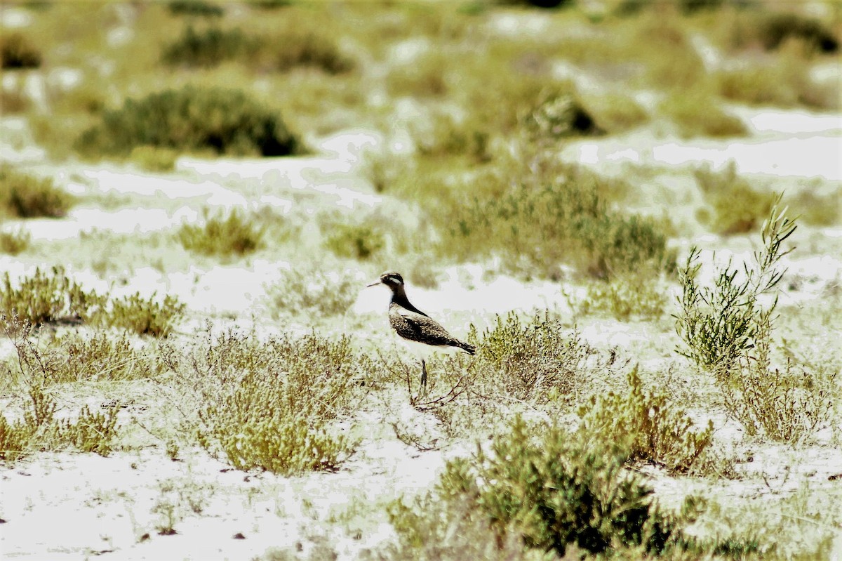 Banded Lapwing - Sam Adams