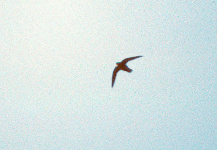 White-naped Swift - Don Roberson