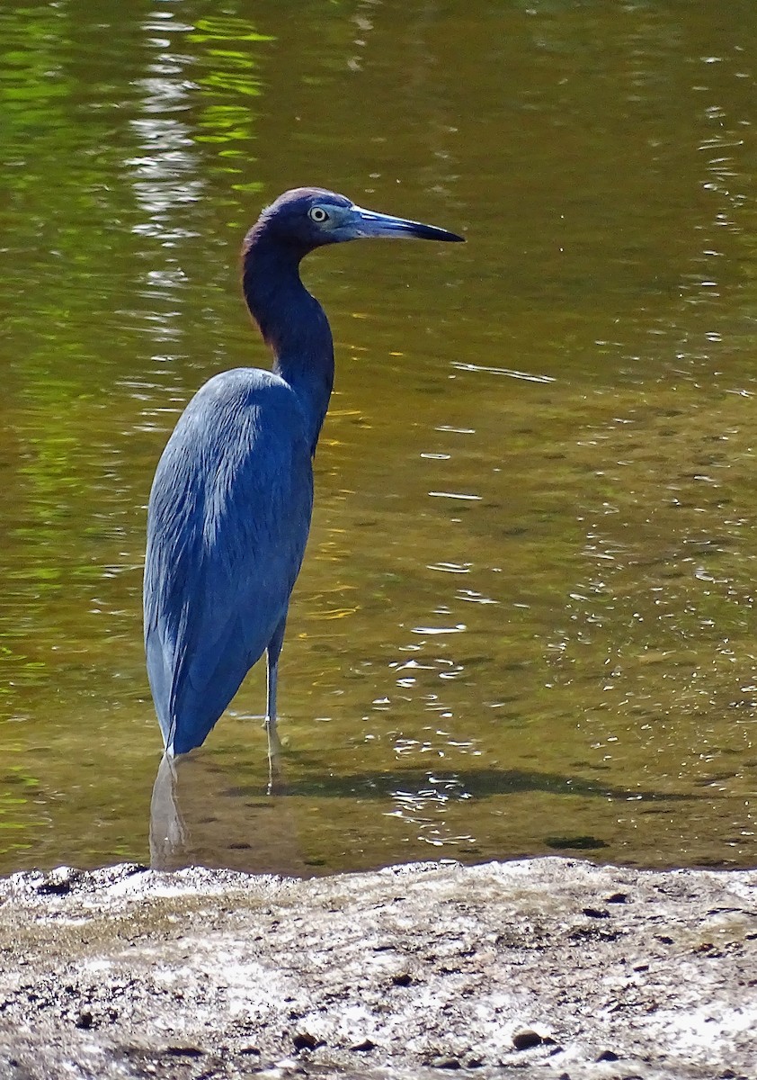 Little Blue Heron - ML21362321