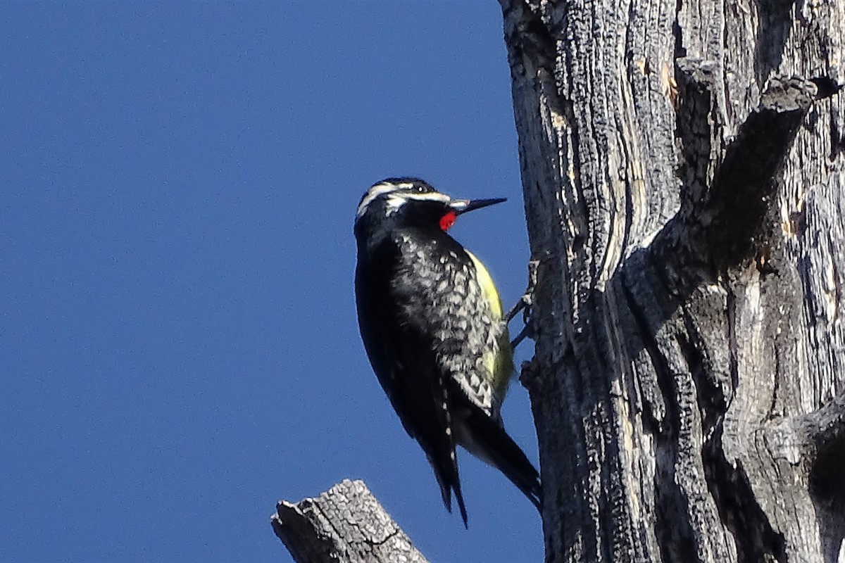 Williamson's Sapsucker - ML213623411