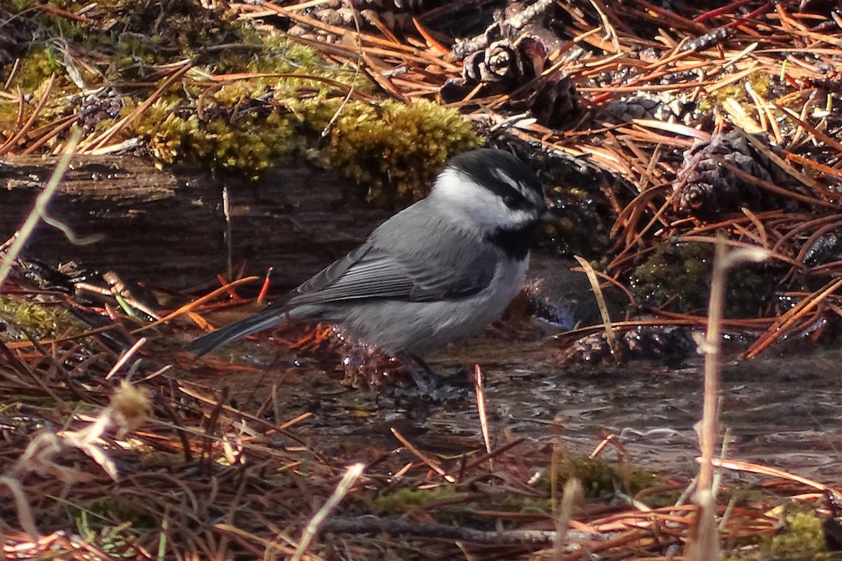 Mountain Chickadee (Pacific) - ML213623541