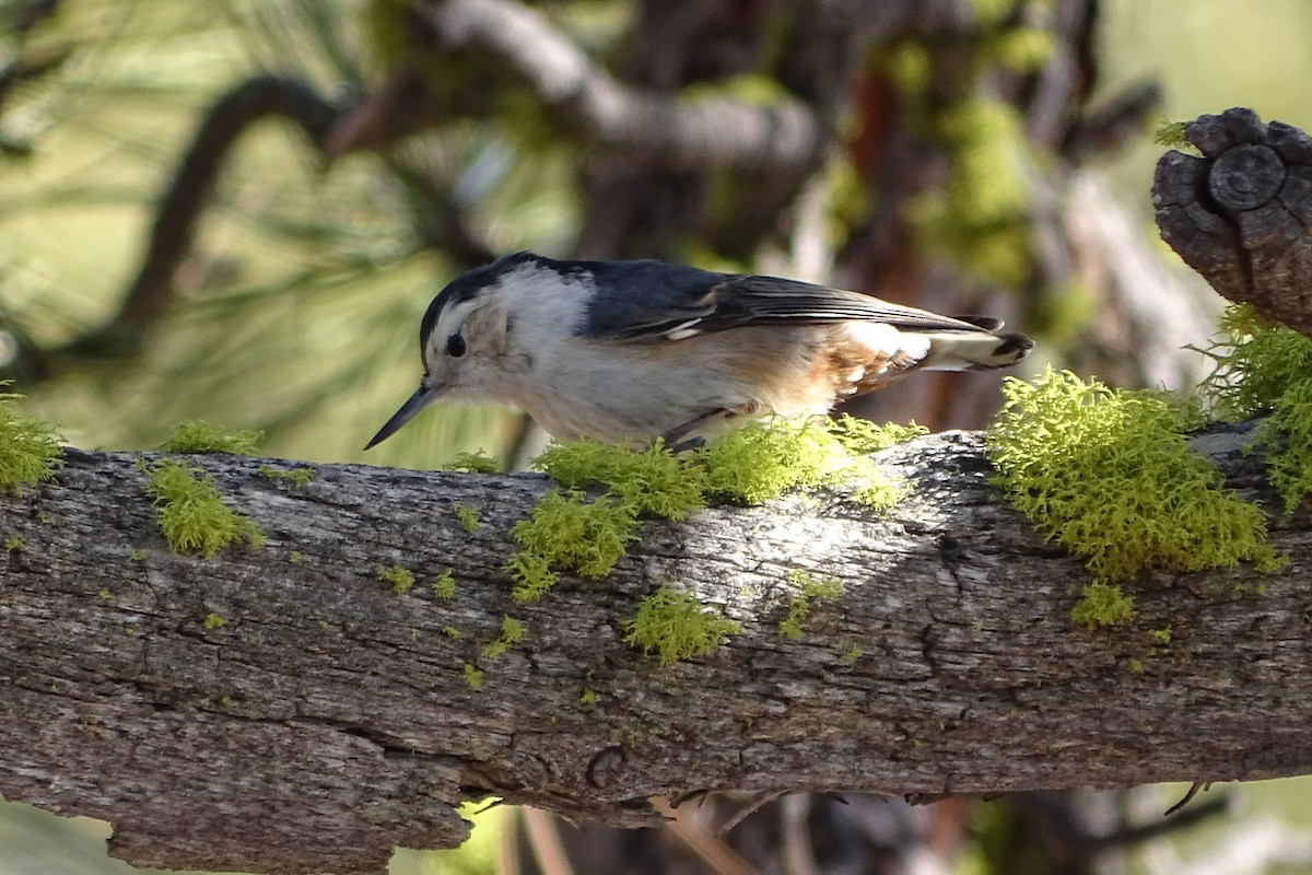 White-breasted Nuthatch (Interior West) - ML213623701