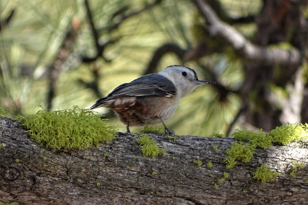 White-breasted Nuthatch (Interior West) - ML213623771