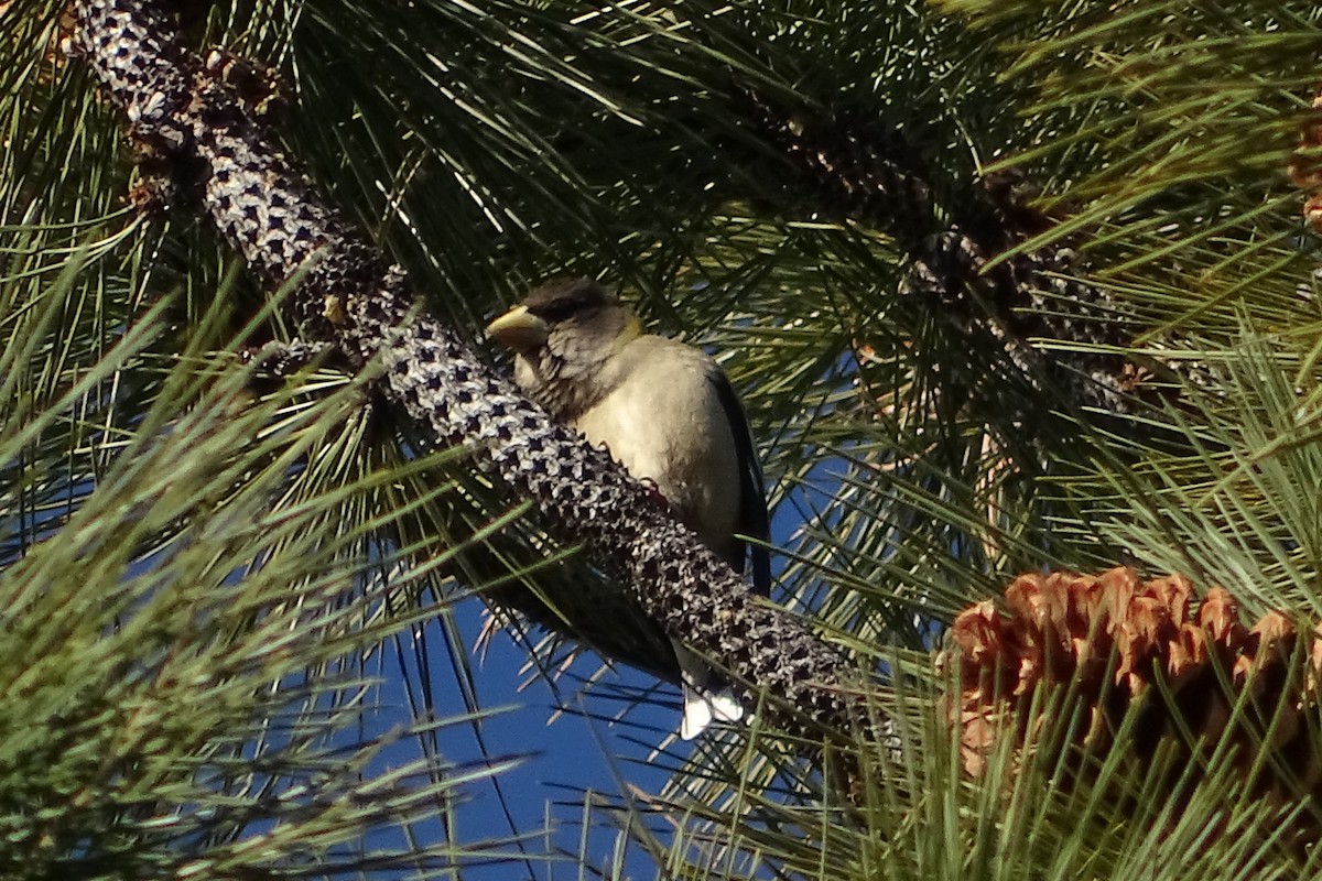 Evening Grosbeak - ML213623791