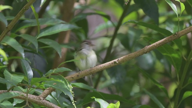 Brown-capped Vireo - ML213624811