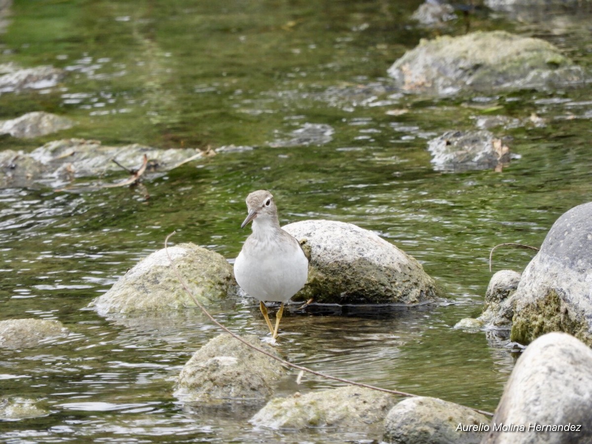 Spotted Sandpiper - ML213625911