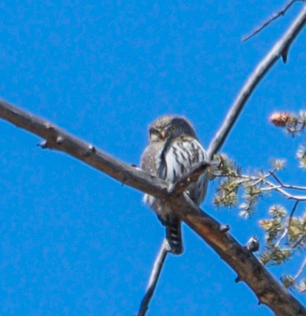Northern Pygmy-Owl - ML213625991