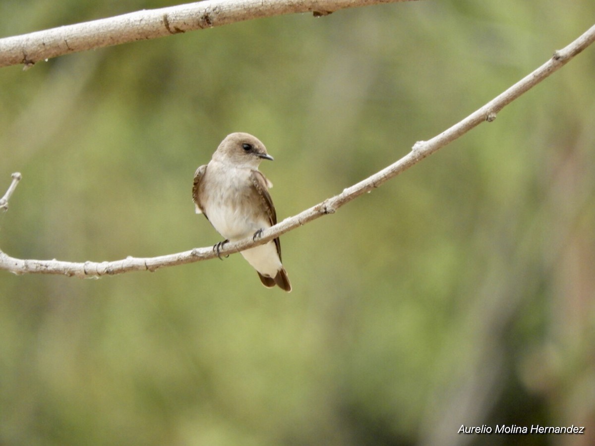 Northern Rough-winged Swallow - ML213627801