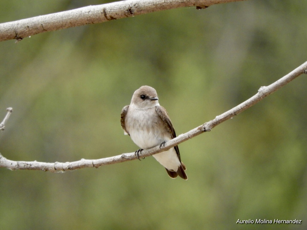 Northern Rough-winged Swallow - ML213627821