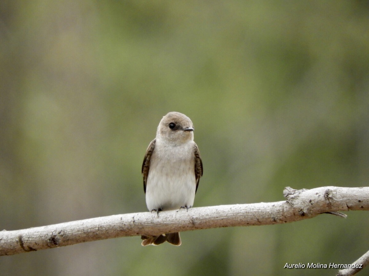 Northern Rough-winged Swallow - ML213627831