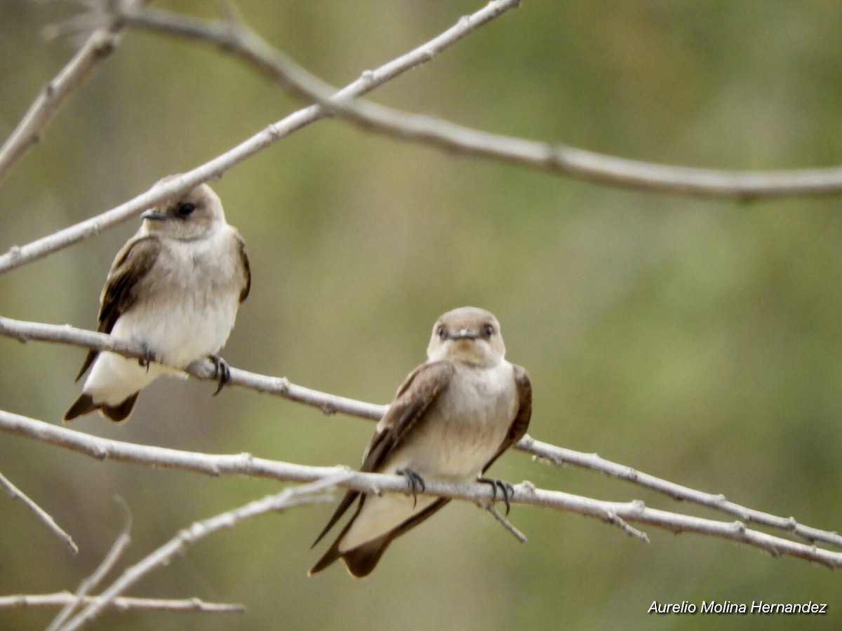 Northern Rough-winged Swallow - ML213627841