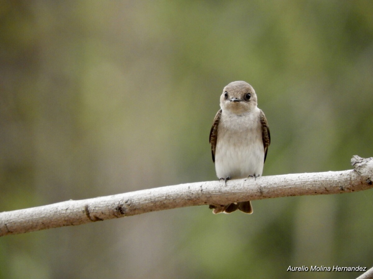 Northern Rough-winged Swallow - ML213627861