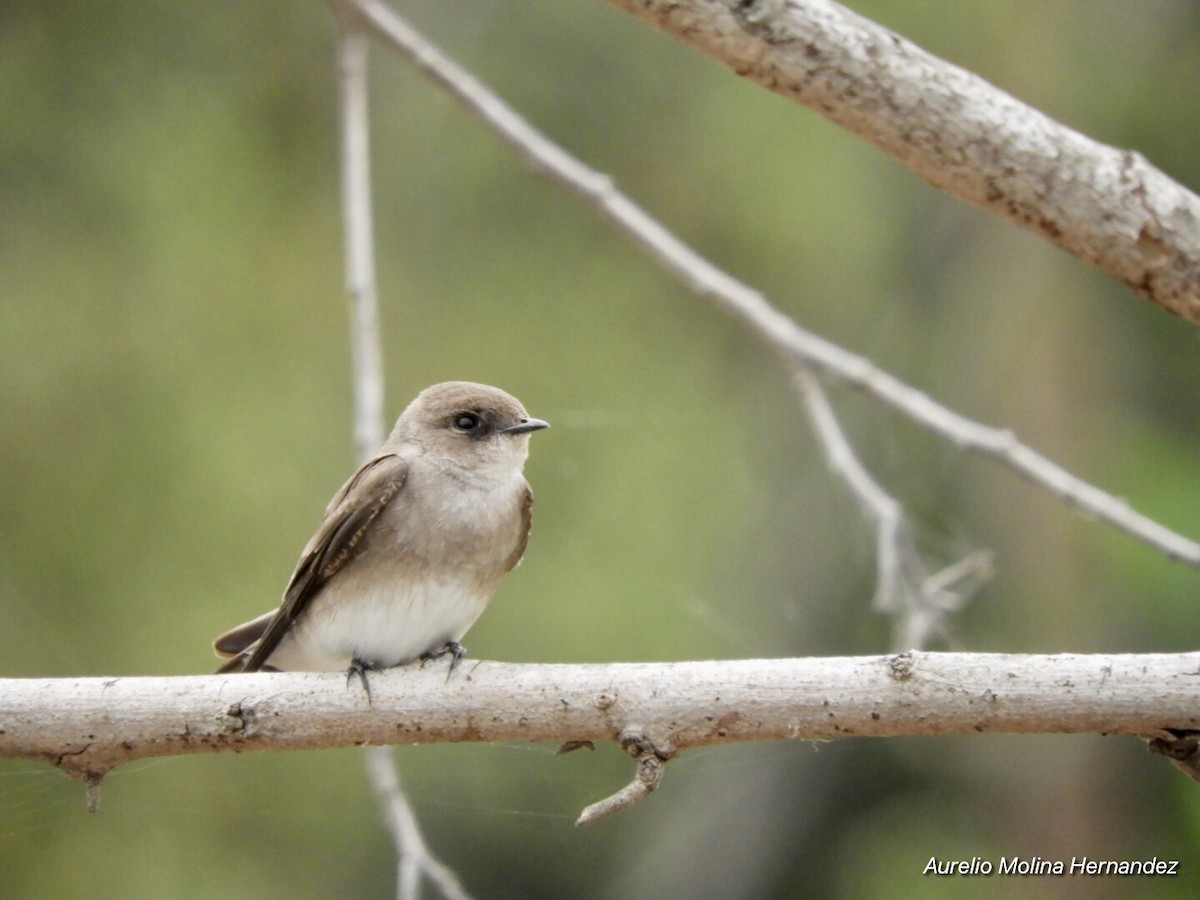 Northern Rough-winged Swallow - ML213627871