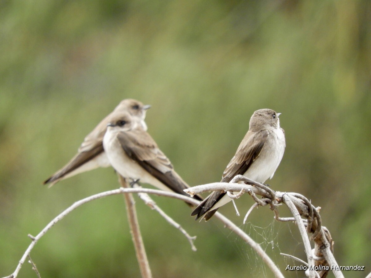 Northern Rough-winged Swallow - ML213627881