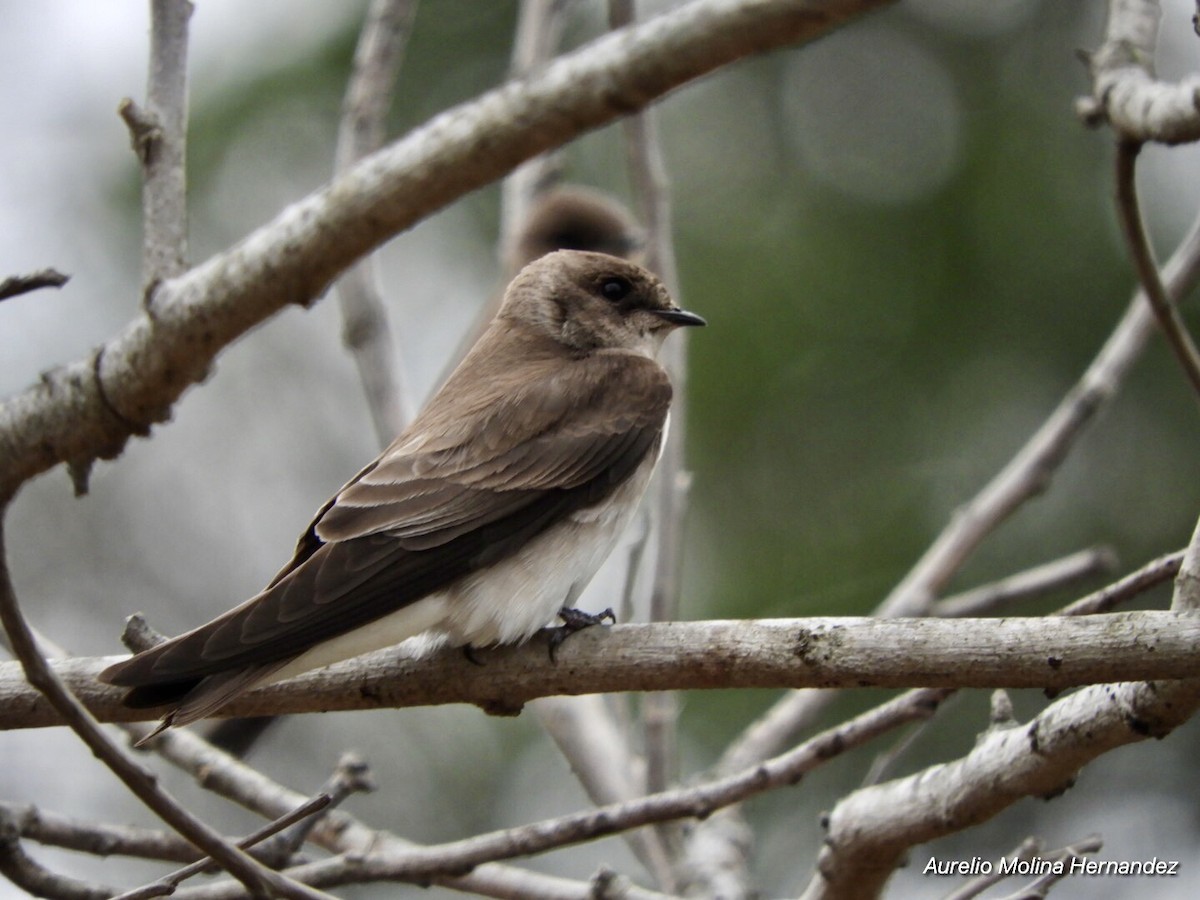 Northern Rough-winged Swallow - ML213627901