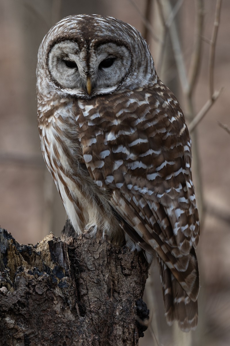 Barred Owl - ML213628151