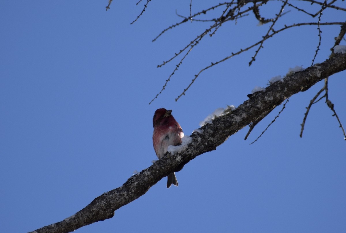 Purple Finch - ML213629251