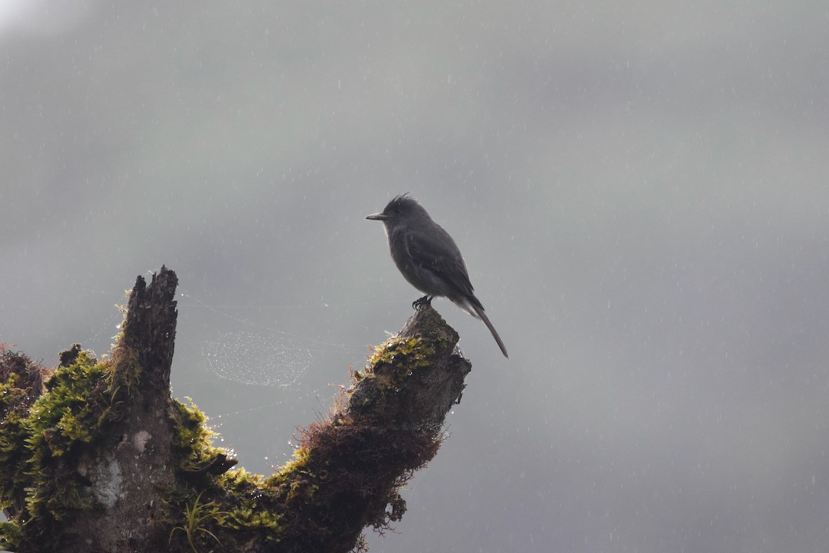 Smoke-colored Pewee - ML213632621
