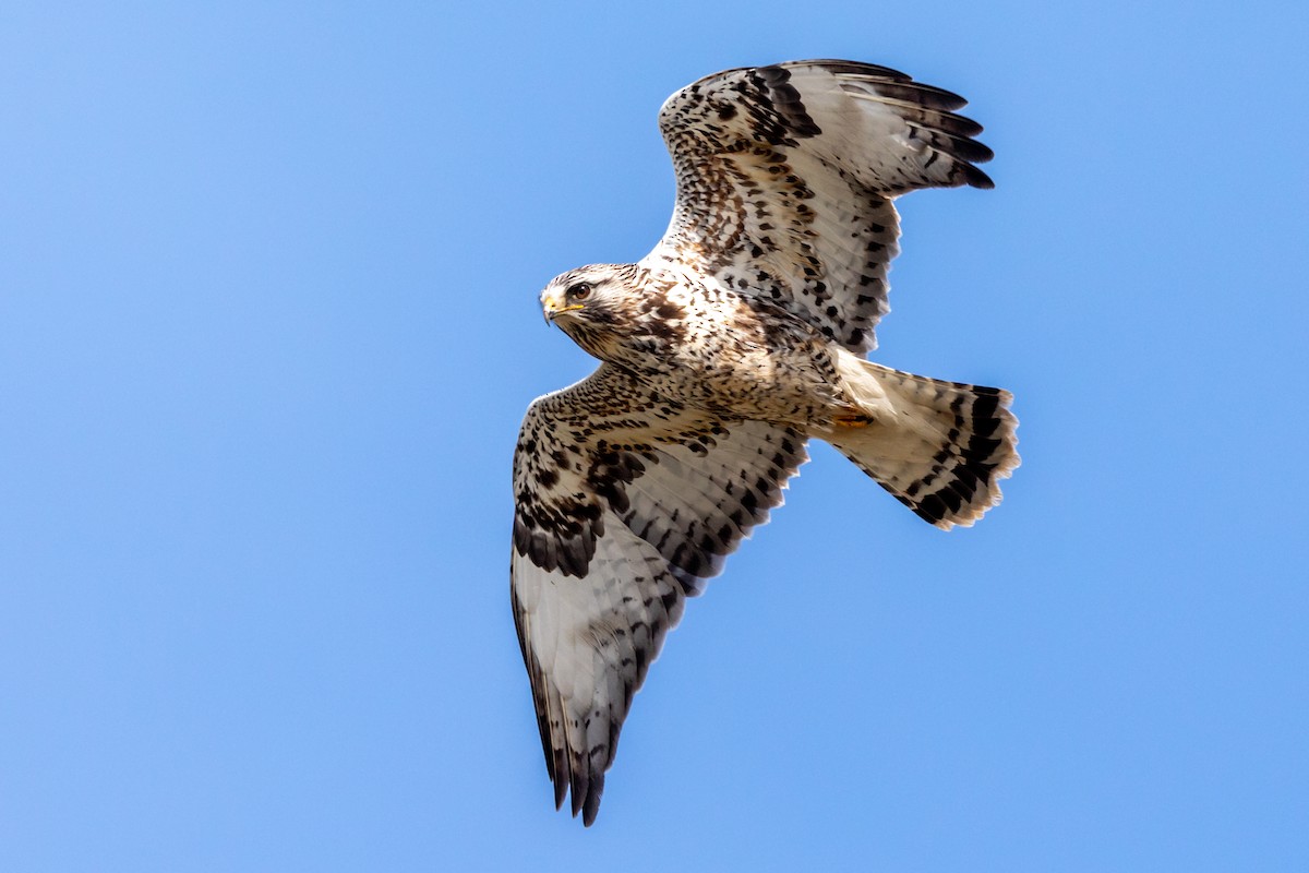 Rough-legged Hawk - Brad Imhoff